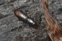 Rhizophagus bipustulatus