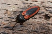 Ampedus sanguinolentus