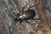Carabus granulatus