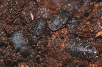 Bolitophagus reticulatus