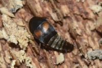 Sepedophilus bipustulatus