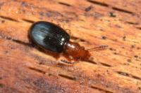 Vincenzellus ruficollis