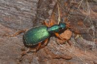 Drypta dentata