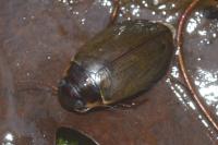Colymbetes fuscus