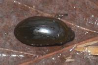 Hydrochara caraboides