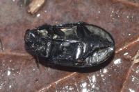 Hydrochara caraboides