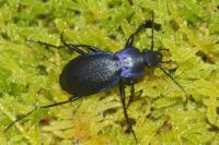 Carabus problematicus