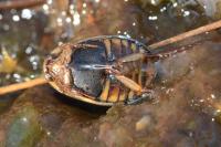Acilius canaliculatus