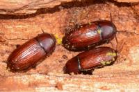 Uloma culinaris