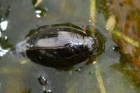 Gyrinus substriatus