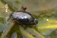 Gyrinus substriatus