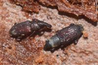Dryophthorus corticalis