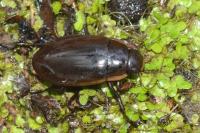 Dytiscus semisulcatus