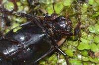 Dytiscus semisulcatus