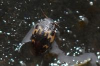 Stictonectes lepidus
