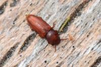 Palorus depressus