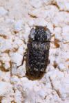 Endophloeus markovichianus
