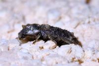 Endophloeus markovichianus