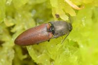 Sericus sulcipennis