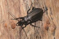 Carabus granulatus
