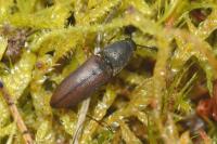 Sericus brunneus