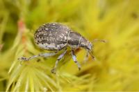 Philopedon plagiatum