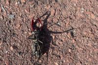 Lucanus cervus