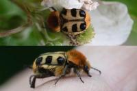 Trichius gallicus