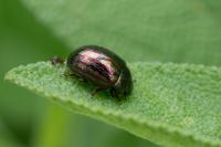 Chrysolina americana