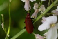 Pyrochroa serraticornis