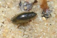 Orectochilus villosus
