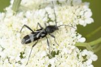 Chlorophorus figuratus