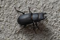 Dorcus parallelipipedus
