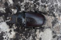 Lucanus cervus