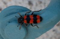 Trichodes apiarius