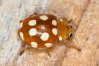 Vibidia duodecimguttata