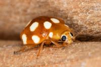Vibidia duodecimguttata