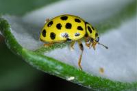 Psyllobora vigintiduopunctata