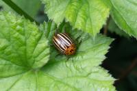 Leptinotarsa decemlineata