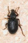 Otiorhynchus ligneus