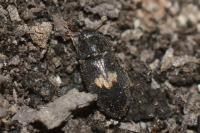 Biphyllus lunatus