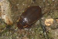 Dytiscus marginalis