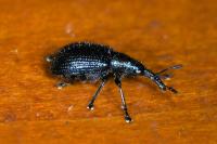 Involvulus caeruleus