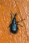 Involvulus caeruleus