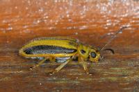 Xanthogaleruca luteola