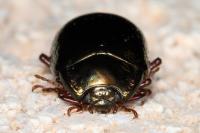 Chrysolina bankii