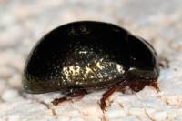 Chrysolina bankii