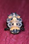 Coccinella septempunctata