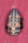 Coccinella septempunctata