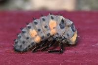 Coccinella septempunctata